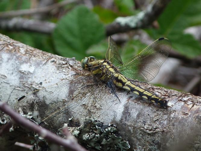 Orthetrum albistylum © ADAM David