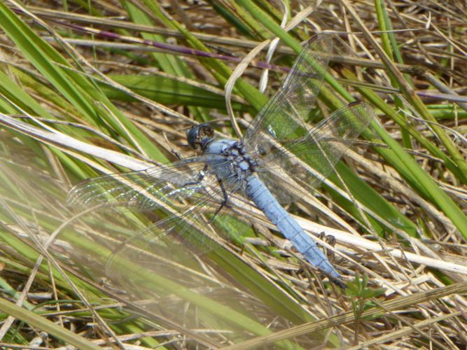 Orthetrum brunneum © LETHEVE Xavier