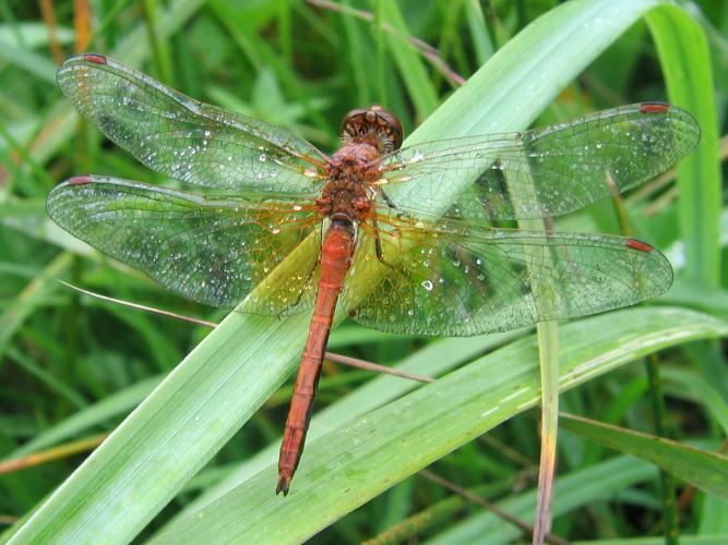 Sympetrum flaveolum © MAILLIER Sébastien