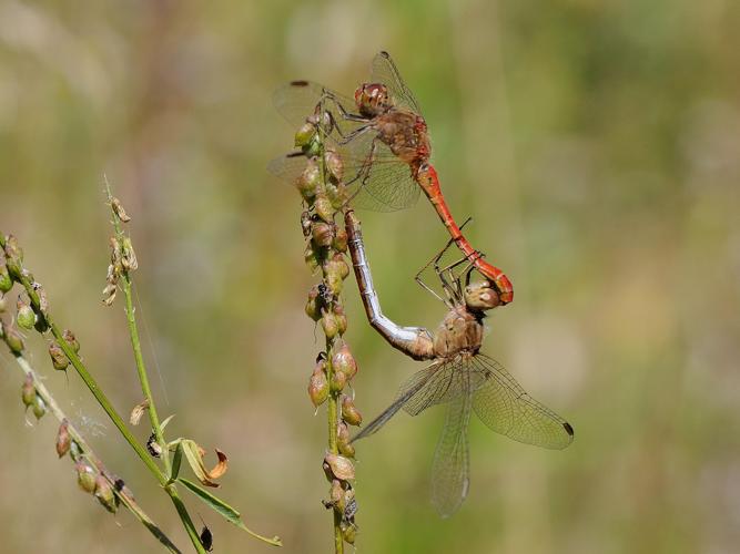 Sympetrum meridionale © MATHOT William