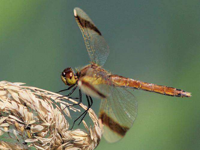 Sympetrum pedemontanum © SENGEZ Pierre