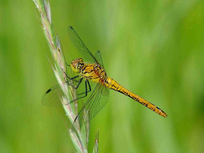 Sympetrum sanguineum © MATHOT William