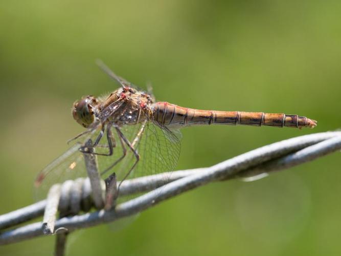 Sympetrum striolatum © TONDELLIER Bruno