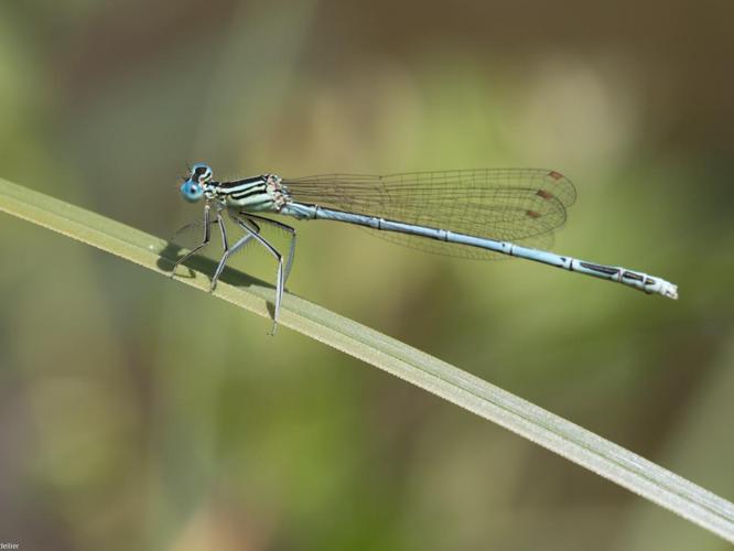 Platycnemis pennipes © TONDELLIER Bruno