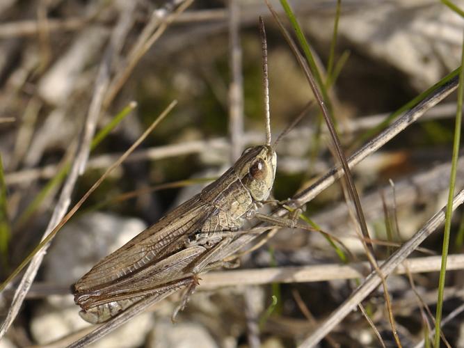 Chorthippus albomarginatus © HERCENT Jean-Luc