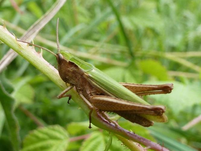 Chorthippus dorsatus © T'FLACHEBBA Mathieu