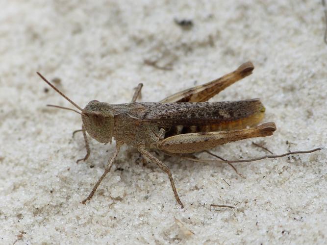 Chorthippus vagans © BARBIER Simon