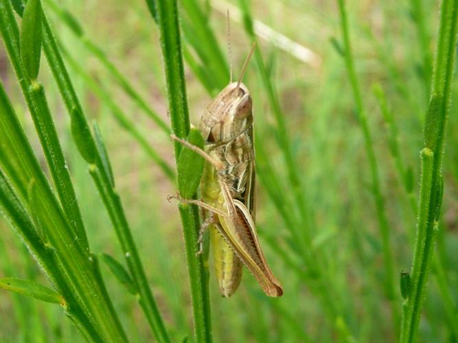 Euchorthippus declivus © MAILLIER Sébastien