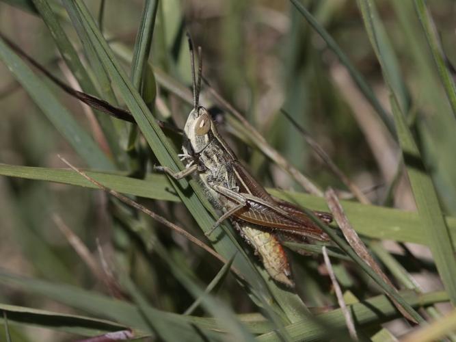 Euchorthippus elegantulus © TOP Damien