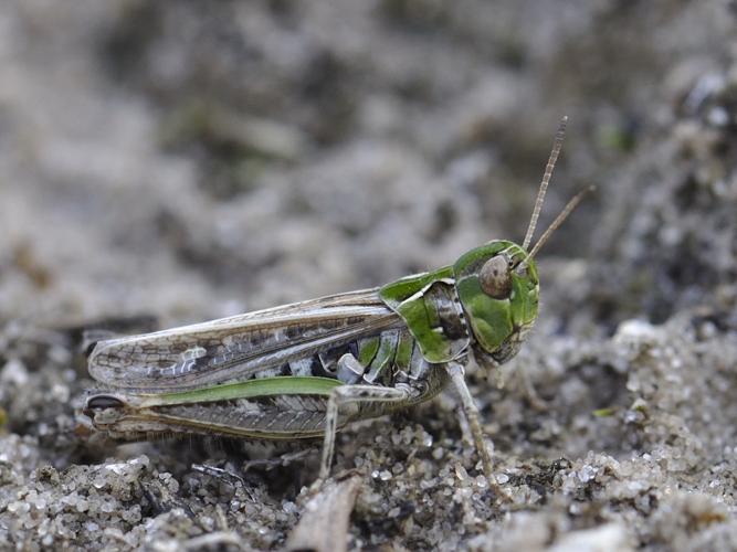 Myrmeleotettix maculatus © HERCENT Jean-Luc