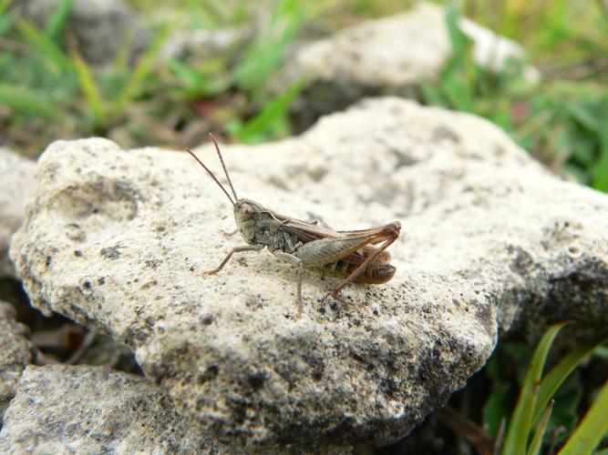 Omocestus haemorrhoidalis © TOURTE Sylvain