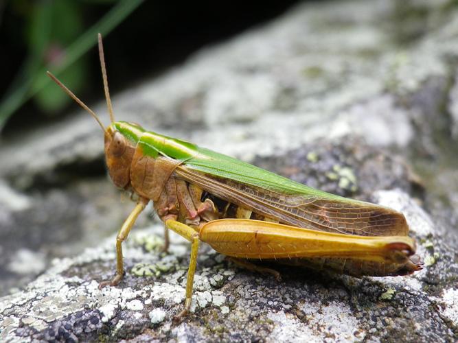 Omocestus viridulus © HALLART Guénael