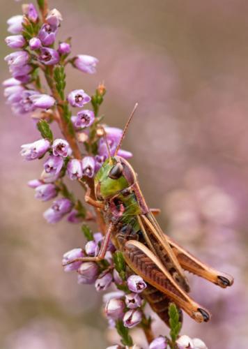 Stenobothrus nigromaculatus © DANTEN Benoit