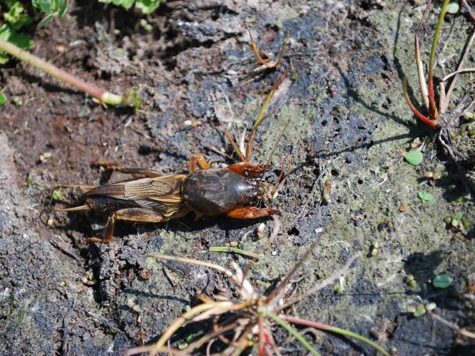 Gryllotalpa gryllotalpa © GERARD Thibaut