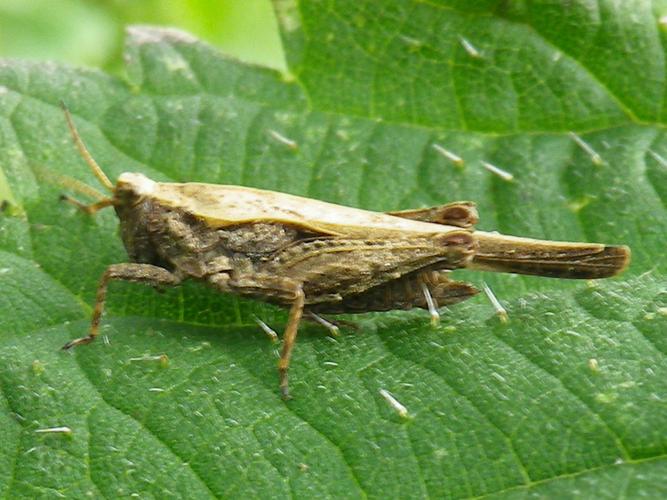 Tetrix subulata © HALLART Guénael