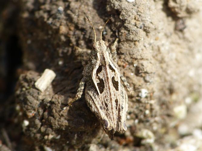 Tetrix tenuicornis © BARBIER Simon