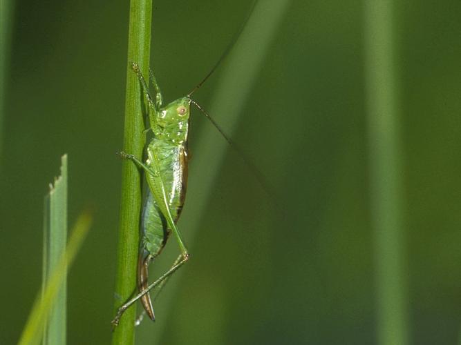 Conocephalus dorsalis © HERCENT Jean-Luc