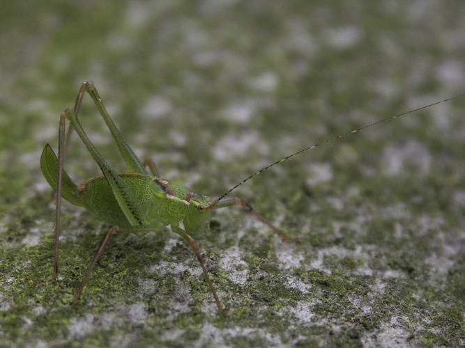 Leptophyes punctatissima © HERCENT Jean-Luc