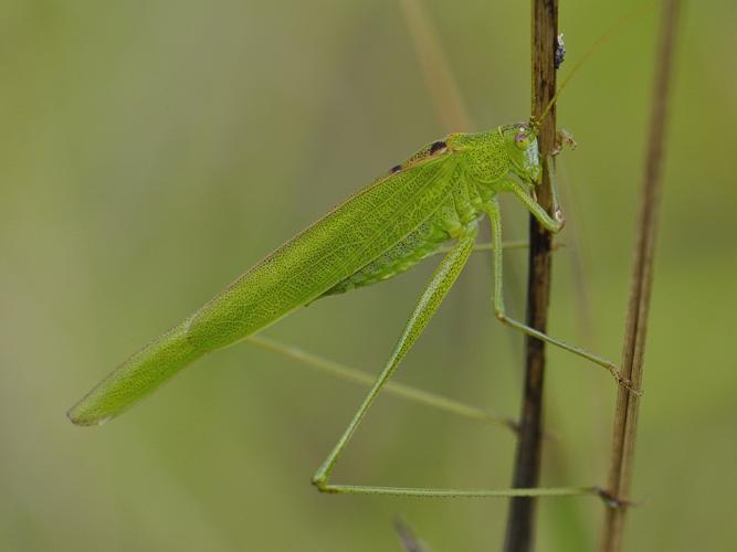 Phaneroptera falcata © HERCENT Jean-Luc