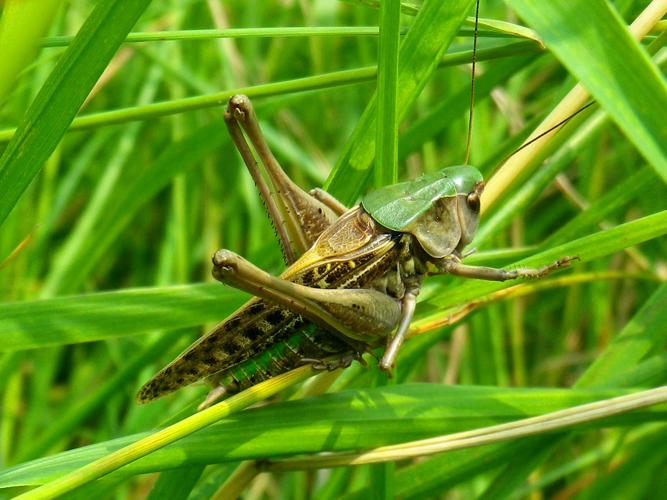 Decticus verrucivorus © HALLART Guénael