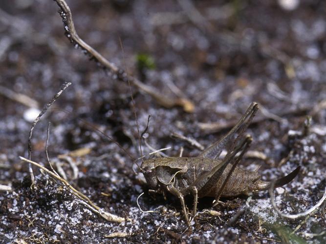 Pholidoptera griseoaptera © HERCENT Jean-Luc