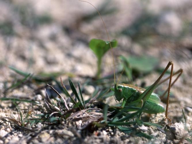 Metrioptera bicolor © HERCENT Jean-Luc