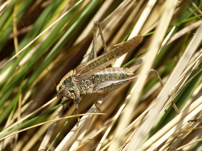 Platycleis albopunctata © BARBIER Simon