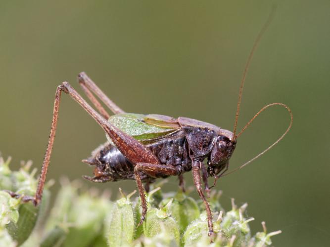 Zeuneriana abbreviata © DANTEN Benoit