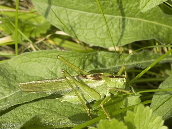 Tettigonia viridissima © HERCENT Jean-Luc