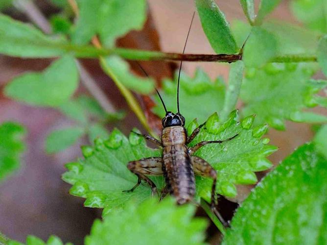 Nemobius sylvestris © MATHOT William