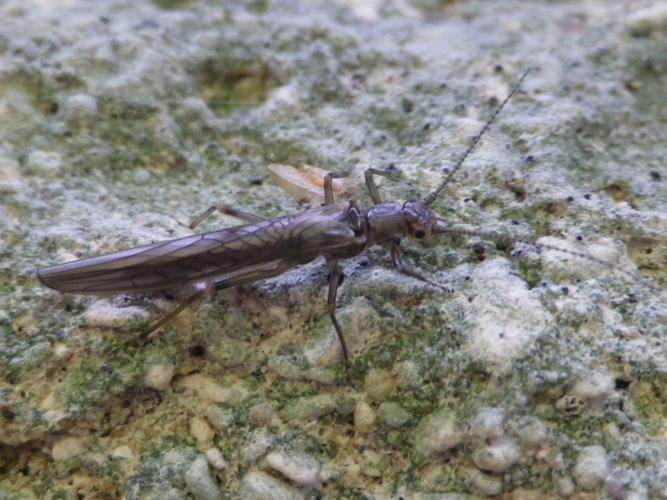 Leuctra geniculata © HALLART Guénael