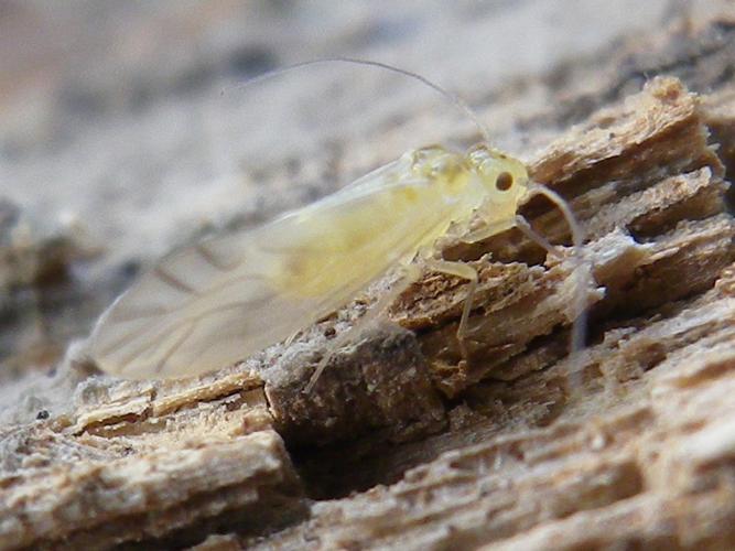 Valenzuela flavidus © HALLART Guénael