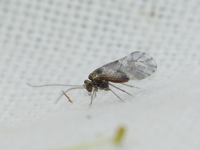 Loensia fasciata © BARBIER Simon