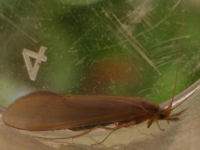 Oecetis ochracea © HALLART Guénael