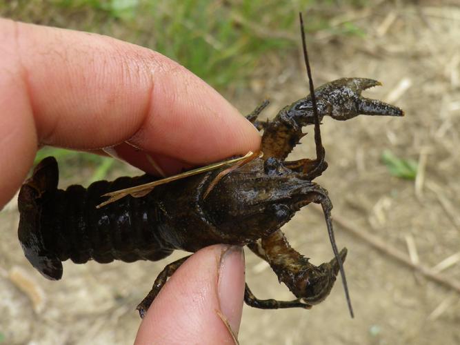 Orconectes limosus © HALLART Guénael