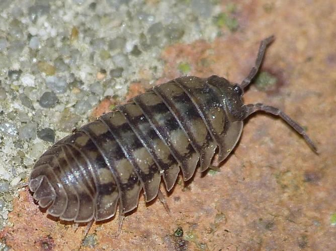 Armadillidium nasutum © BARBIER Simon