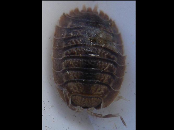 Porcellio dilatatus © HALLART Guénael