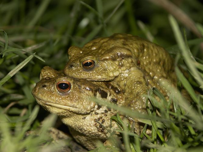 Bufo bufo © HERCENT Jean-Luc