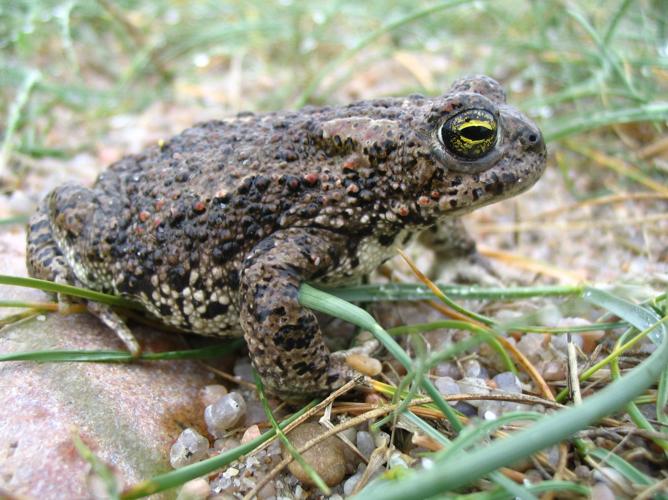 Bufo calamita © TOP Damien