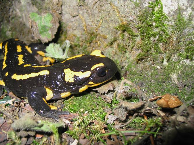 Salamandra salamandra © TOP Damien