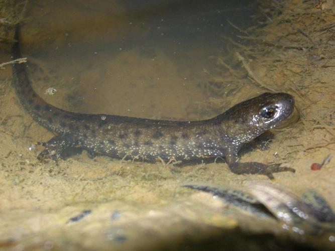 Triturus cristatus © DUBOIS Yves