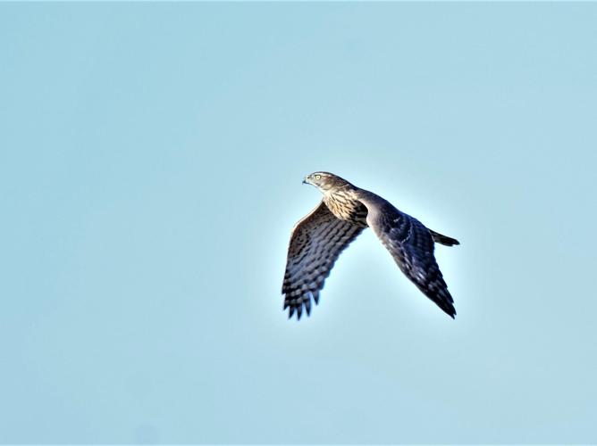 Accipiter gentilis © VATHELET Cyril