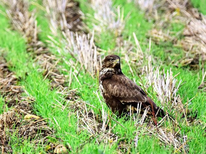 Buteo buteo © VATHELET Cyril