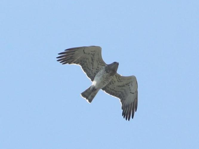 Circaetus gallicus © LE COURTOIS-NIVART Régine