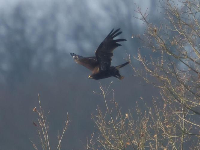 Aquila clanga © LECAT Jean-Michel