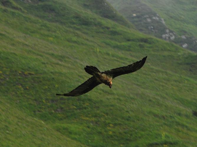 Gypaetus barbatus © LEROY Rodolphe