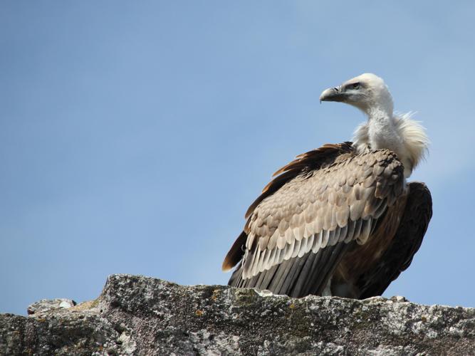 Gyps fulvus © COLINDRE Laurent