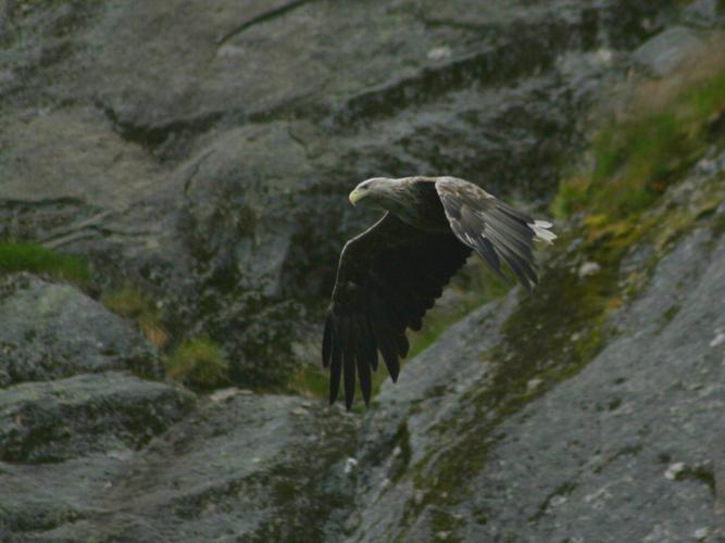 Haliaeetus albicilla © TOP Damien