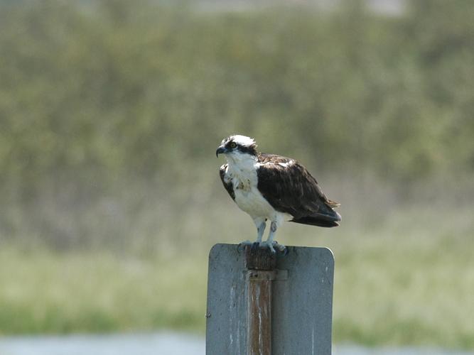 Pandion haliaetus © PARIS Jean-Philippe