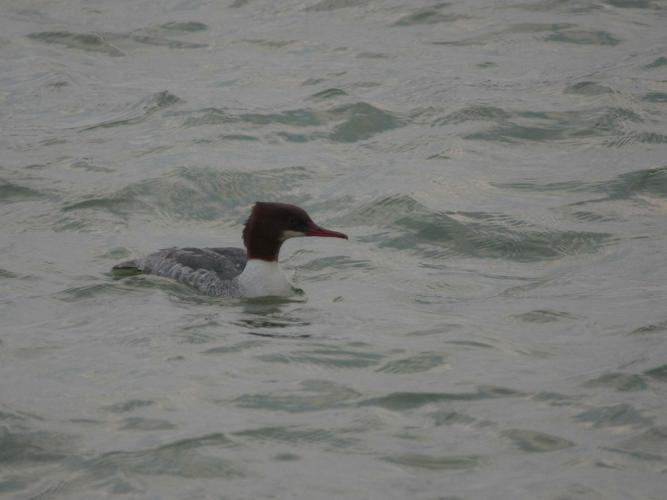 Mergus merganser © TOP Damien